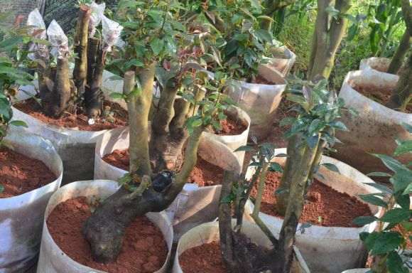 今年搞了几个耐冬下山桩