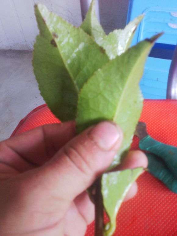 茶花下山桩怎么嫁接的方法 图片