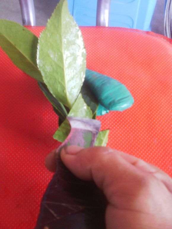 茶花下山桩怎么嫁接的方法 图片