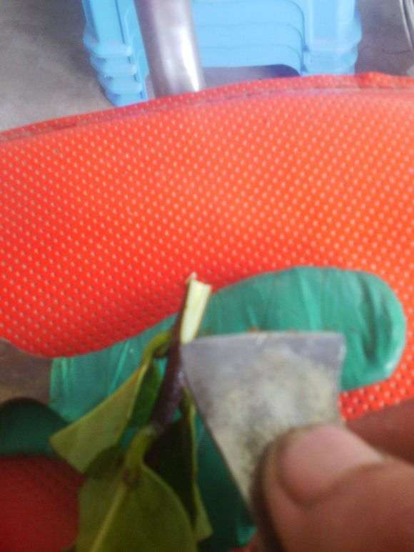 茶花下山桩怎么嫁接的方法 图片