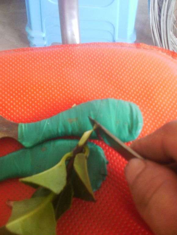 茶花下山桩怎么嫁接的方法 图片