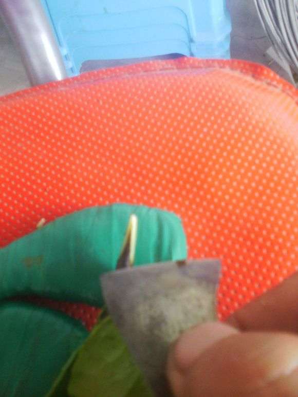 茶花下山桩怎么嫁接的方法 图片