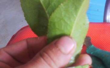 茶花下山桩怎么嫁接的方法 图片