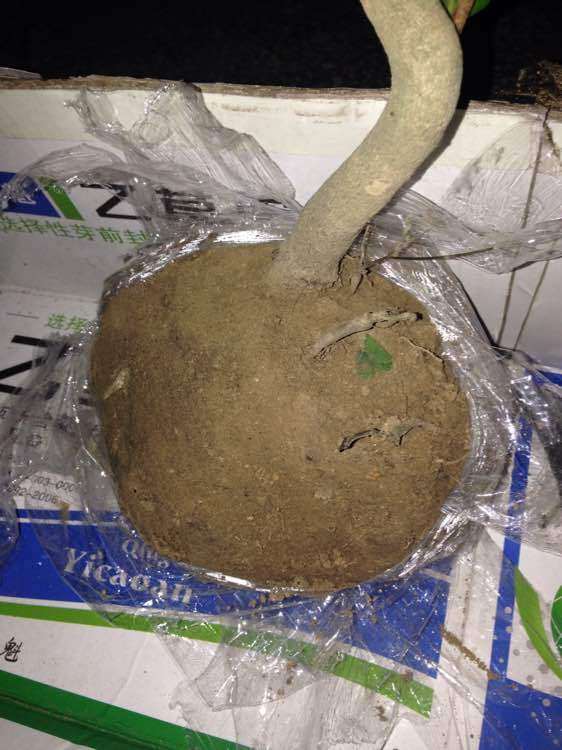 刚买的崂山耐冬茶花下山桩 可以吗 图片