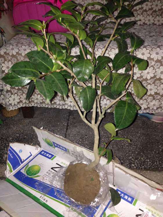 刚买的崂山耐冬茶花下山桩 可以吗 图片