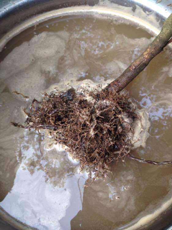 刚买的崂山耐冬茶花下山桩 可以吗 图片