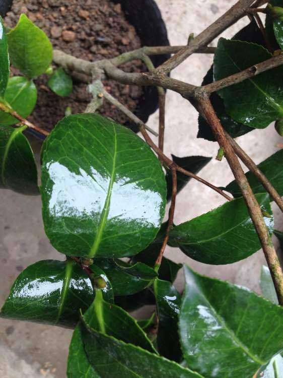 刚买的崂山耐冬茶花下山桩 可以吗 图片