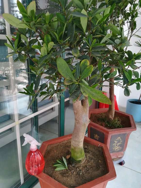 这是棵什么品种的茶花下山桩