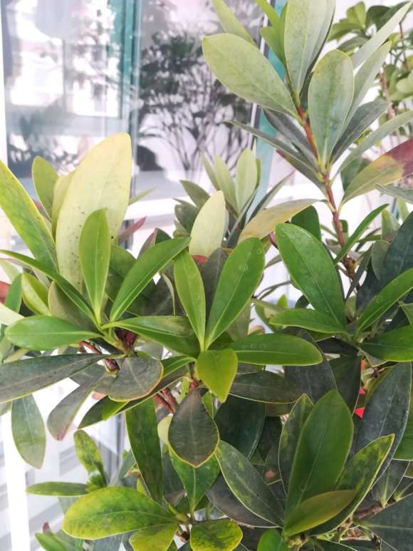 这是棵什么品种的茶花下山桩