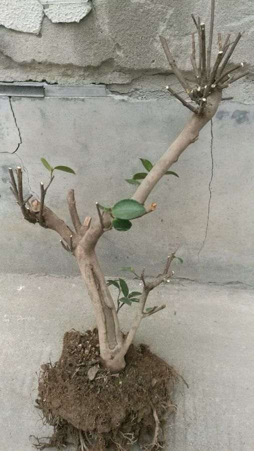 茶梅能嫁接茶花下山桩吗