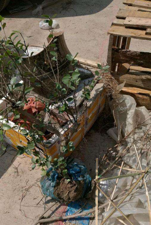 茶梅能嫁接茶花下山桩吗