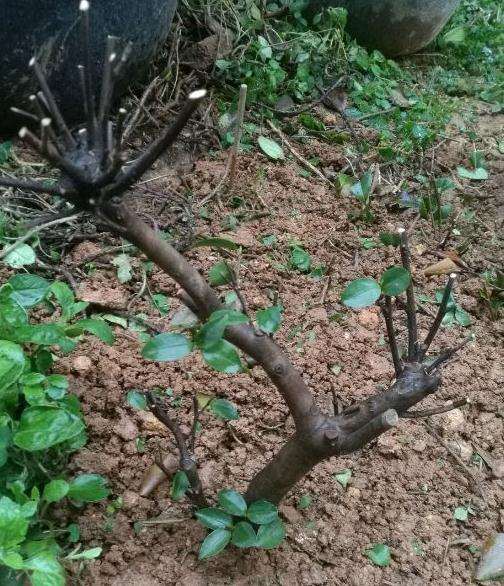 茶梅能嫁接茶花下山桩吗