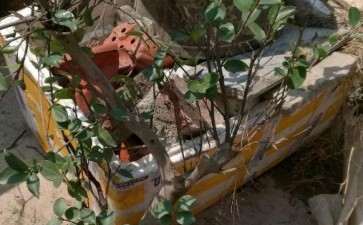 茶梅能嫁接茶花下山桩吗 图片