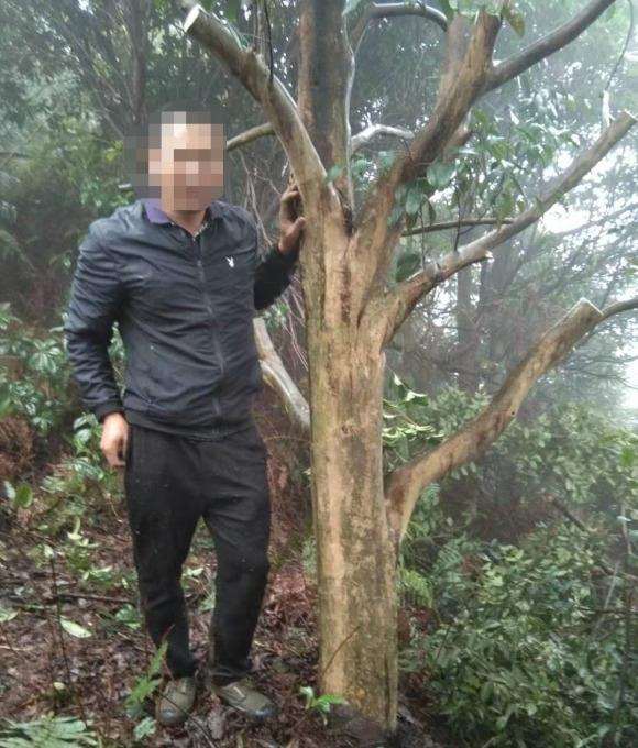 目前来说全市最大山茶花树下山桩