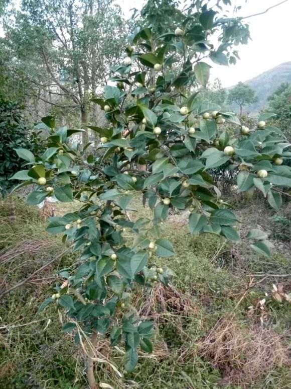 马路边绿地的茶花下山桩
