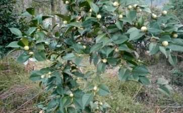 马路边绿地的茶花下山桩 可以吗