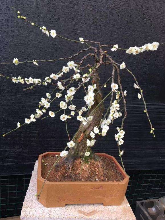 为什么梅花下山桩比茶花好养