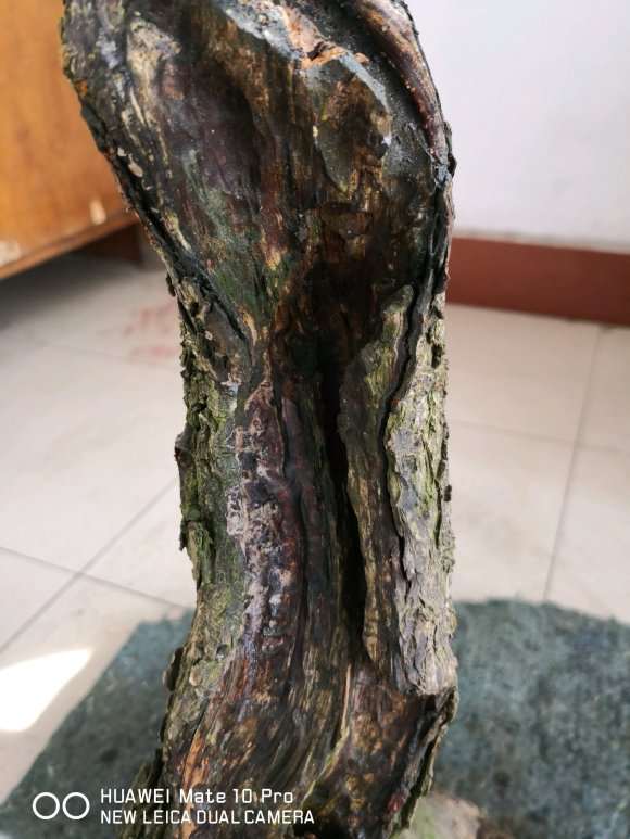 为什么梅花下山桩比茶花好养