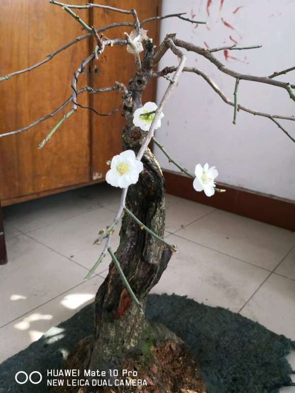 为什么梅花下山桩比茶花好养