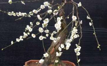 为什么梅花下山桩比茶花好养 图片