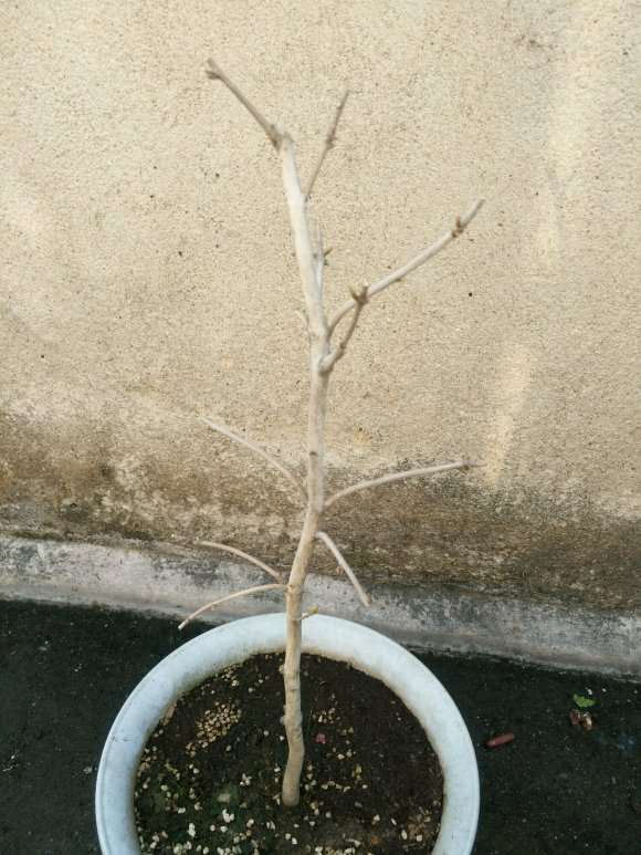 茶花下山桩能剃光头吗 药都除不掉