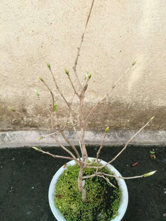 茶花下山桩能剃光头吗 药都除不掉