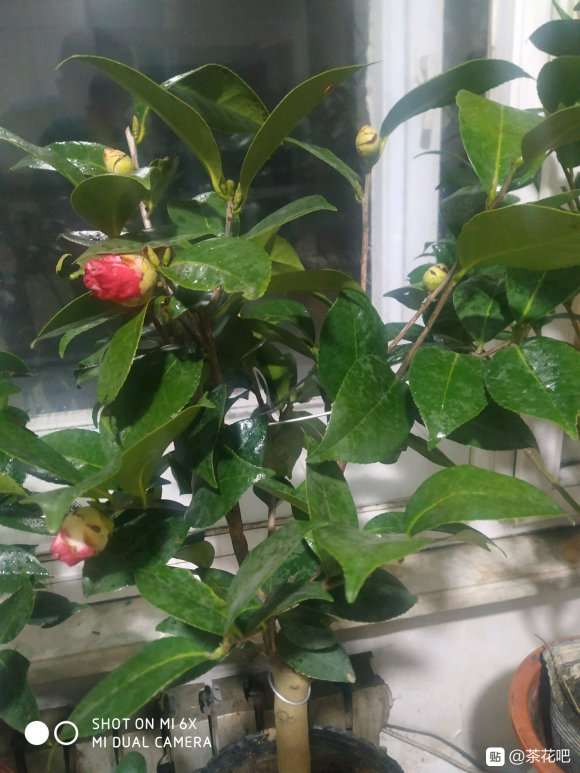 茶花下山桩怎么修剪的方法