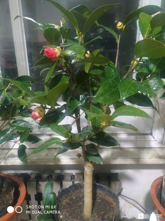 茶花下山桩怎么修剪的方法