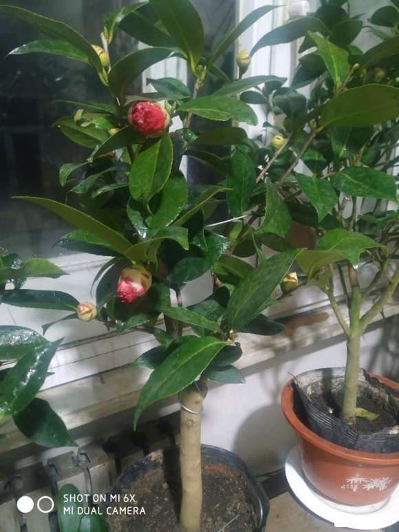 茶花下山桩怎么修剪的方法