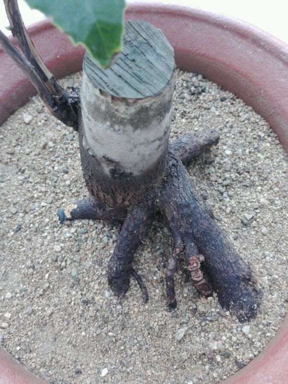 准备嫁接用的崂山耐冬茶花下山桩