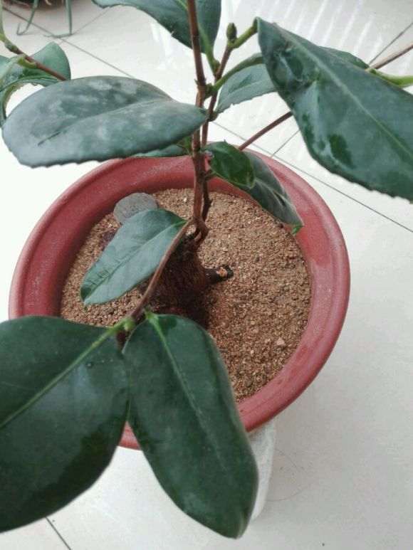 准备嫁接用的崂山耐冬茶花下山桩