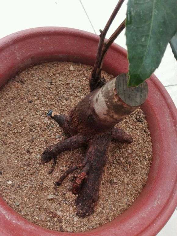 准备嫁接用的崂山耐冬茶花下山桩