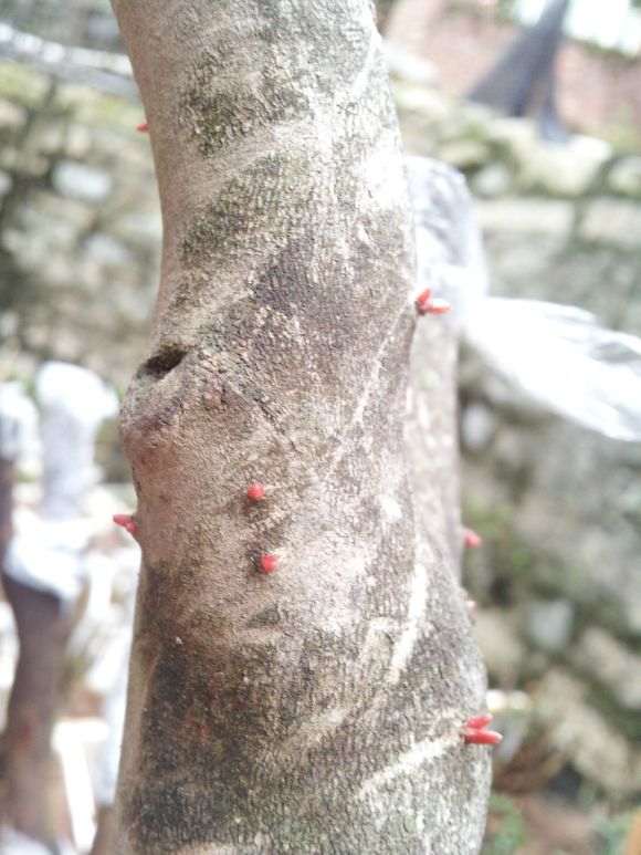 请问是什么茶花下山桩