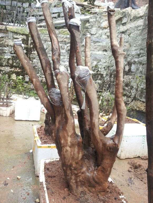 请问是什么茶花下山桩