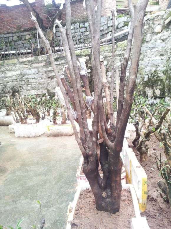 请问是什么茶花下山桩