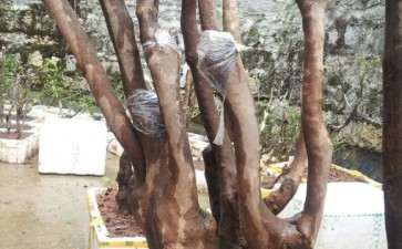 请问是什么茶花下山桩 怎么看 图片