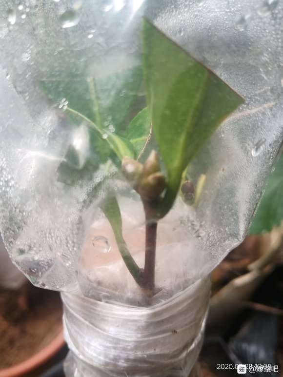 今年嫁接的茶花下山桩全部成活