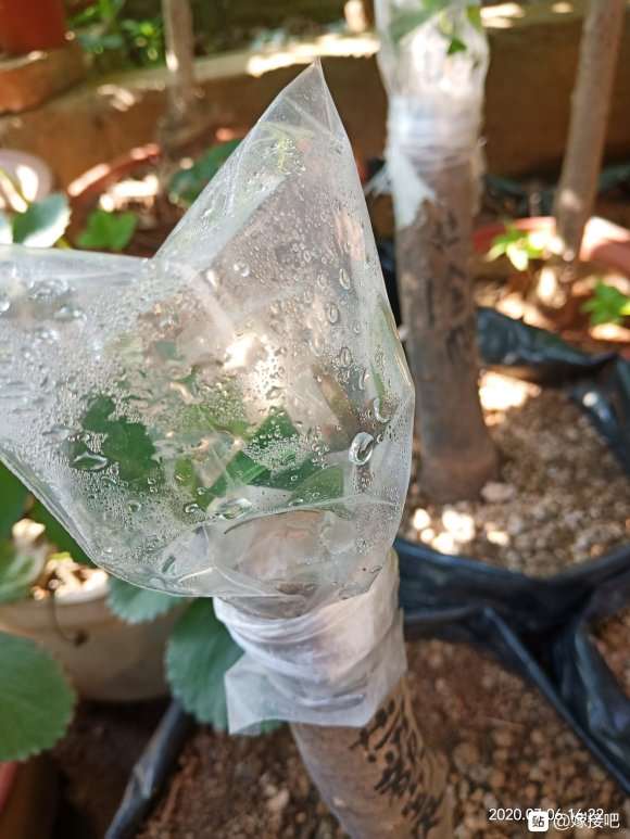 今年嫁接的茶花下山桩全部成活