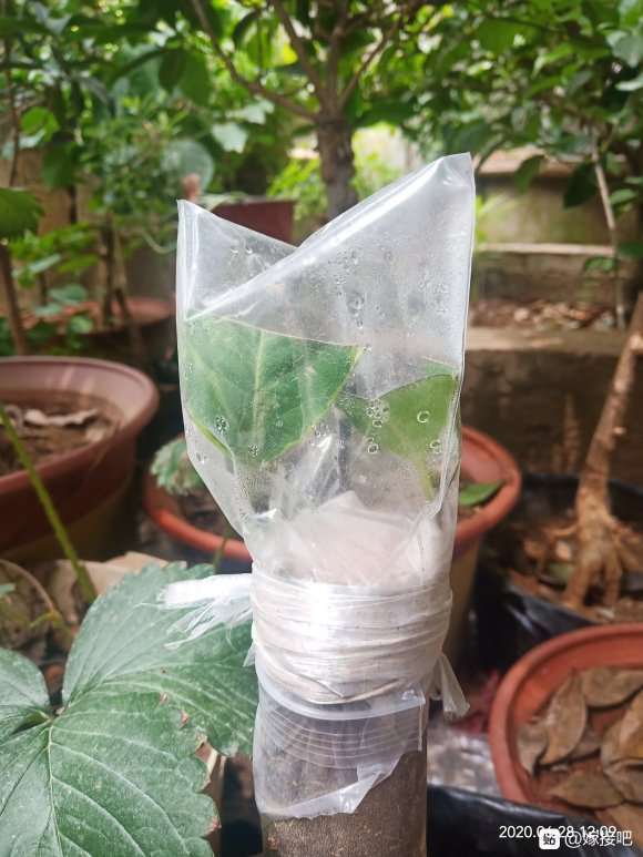 今年嫁接的茶花下山桩全部成活