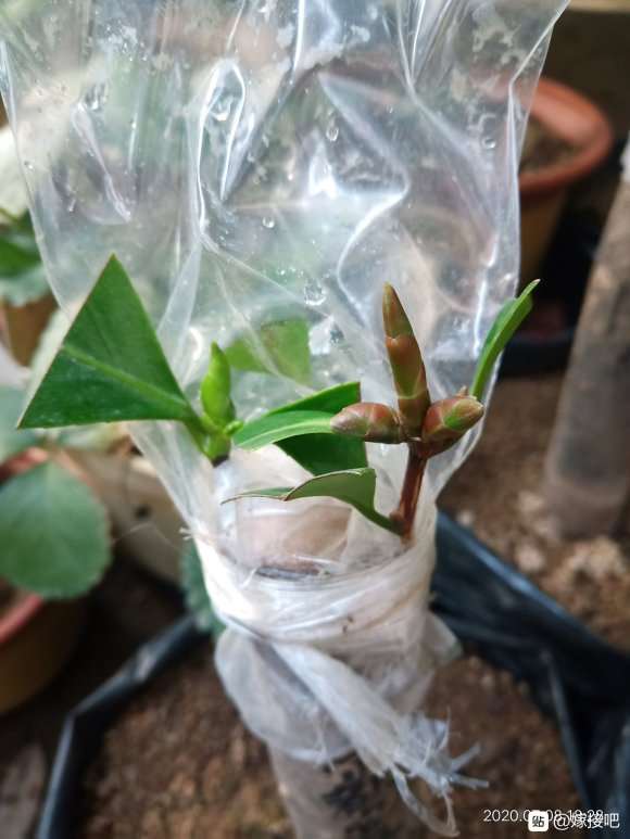 今年嫁接的茶花下山桩全部成活