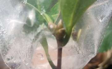 今年嫁接的茶花下山桩全部成活