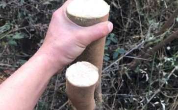 好几个大茶花下山桩要嫁接 可以吗