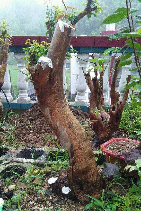 连蕊茶下山桩怎么嫁接欢腾的方法 图片