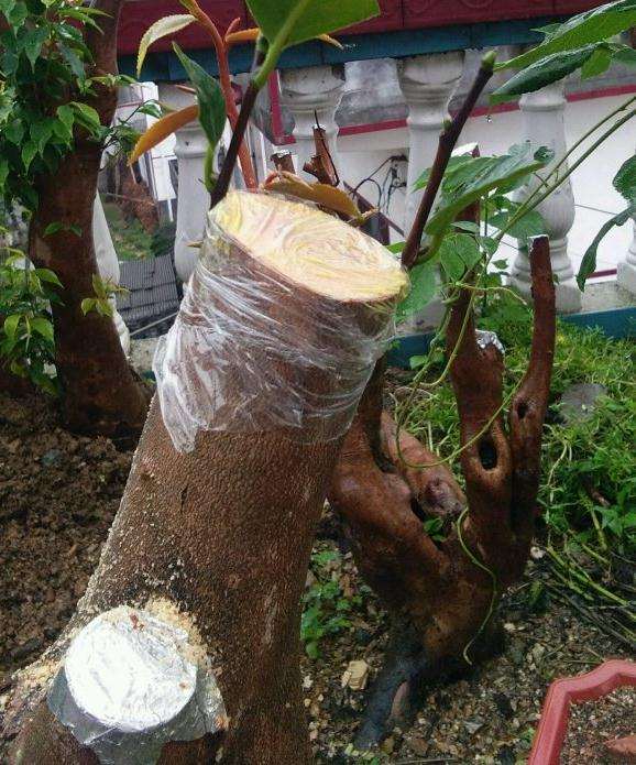 连蕊茶下山桩怎么嫁接欢腾的方法 图片