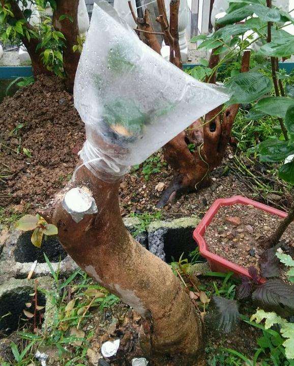 连蕊茶下山桩怎么嫁接欢腾的方法 图片