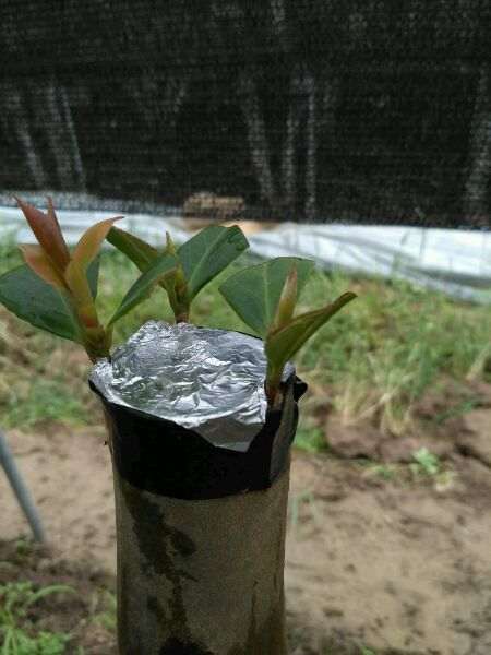 3月份嫁接了几棵女郎茶花下山桩