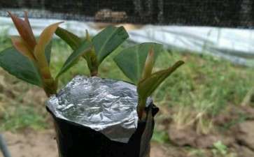 3月份嫁接了几棵女郎茶花下山桩 图片