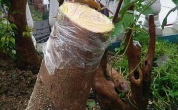 请教1.5米左右茶花下山桩怎么移栽