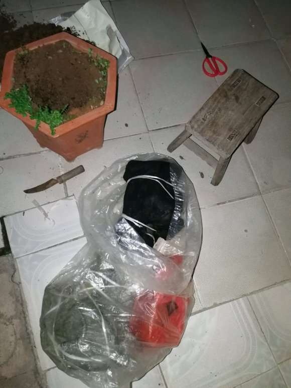 动手茶花下山桩的嫁接