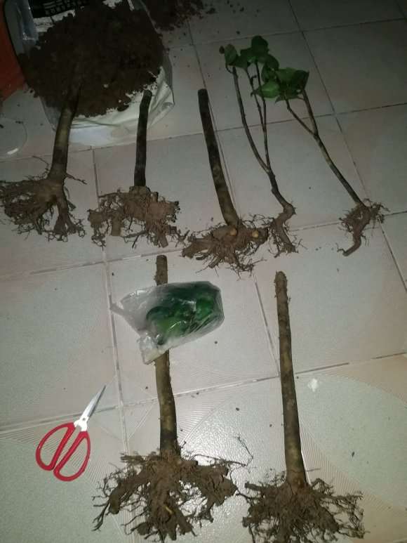 动手茶花下山桩的嫁接